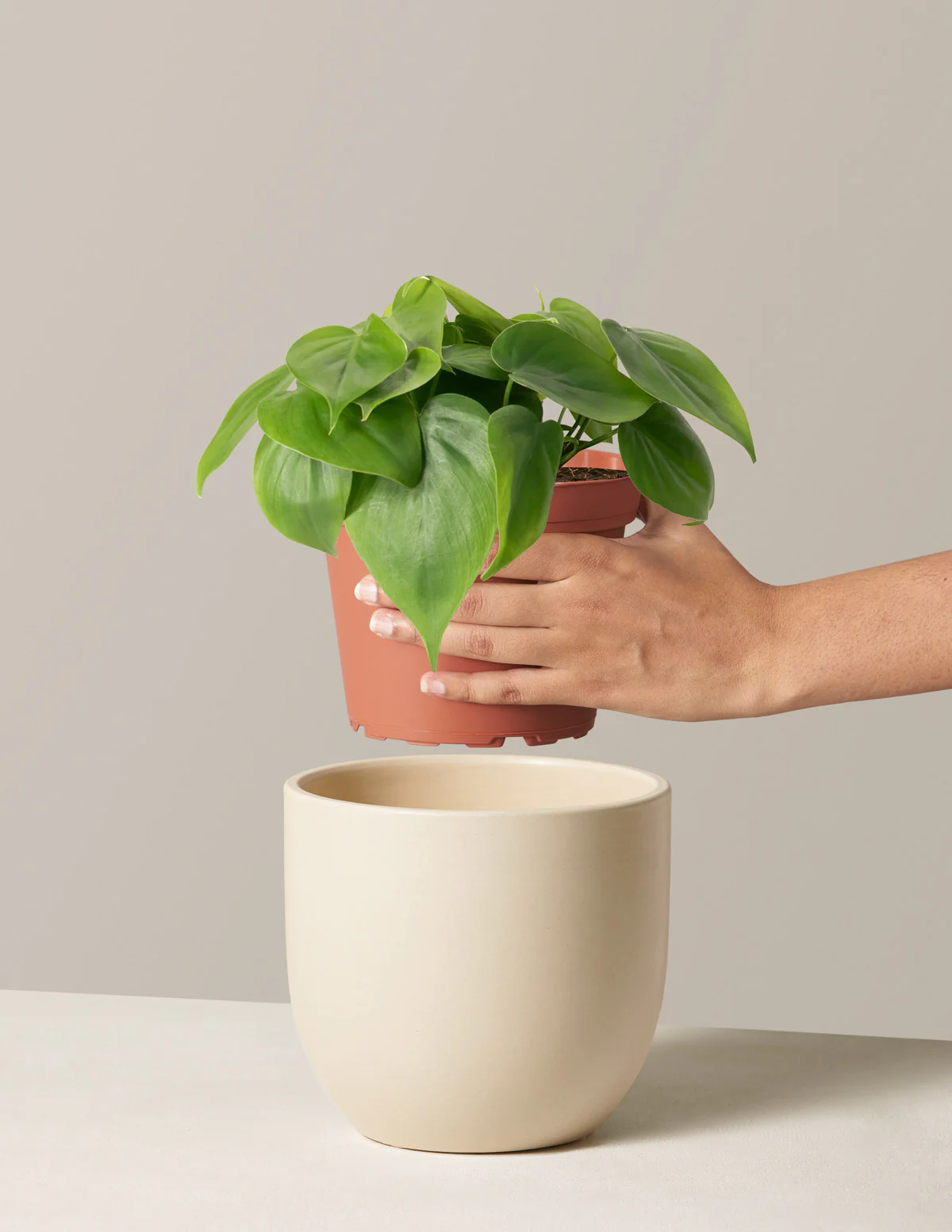 Heartleaf Philodendron - Image 7