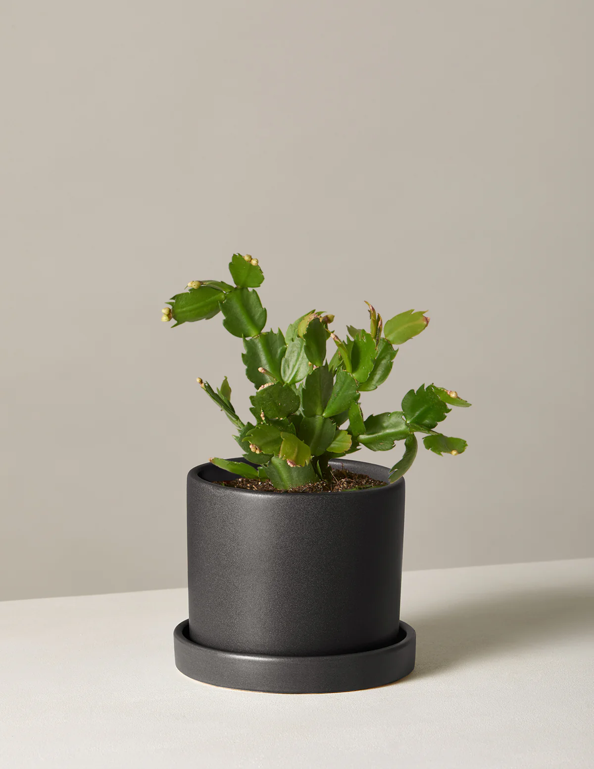 Blooming Cactus - Image 12