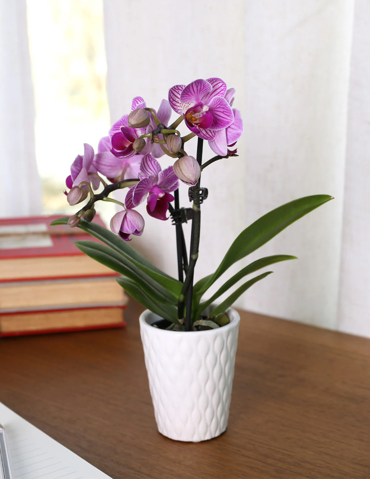 Mega Mini Orchid Party Pack, 20 - Image 4