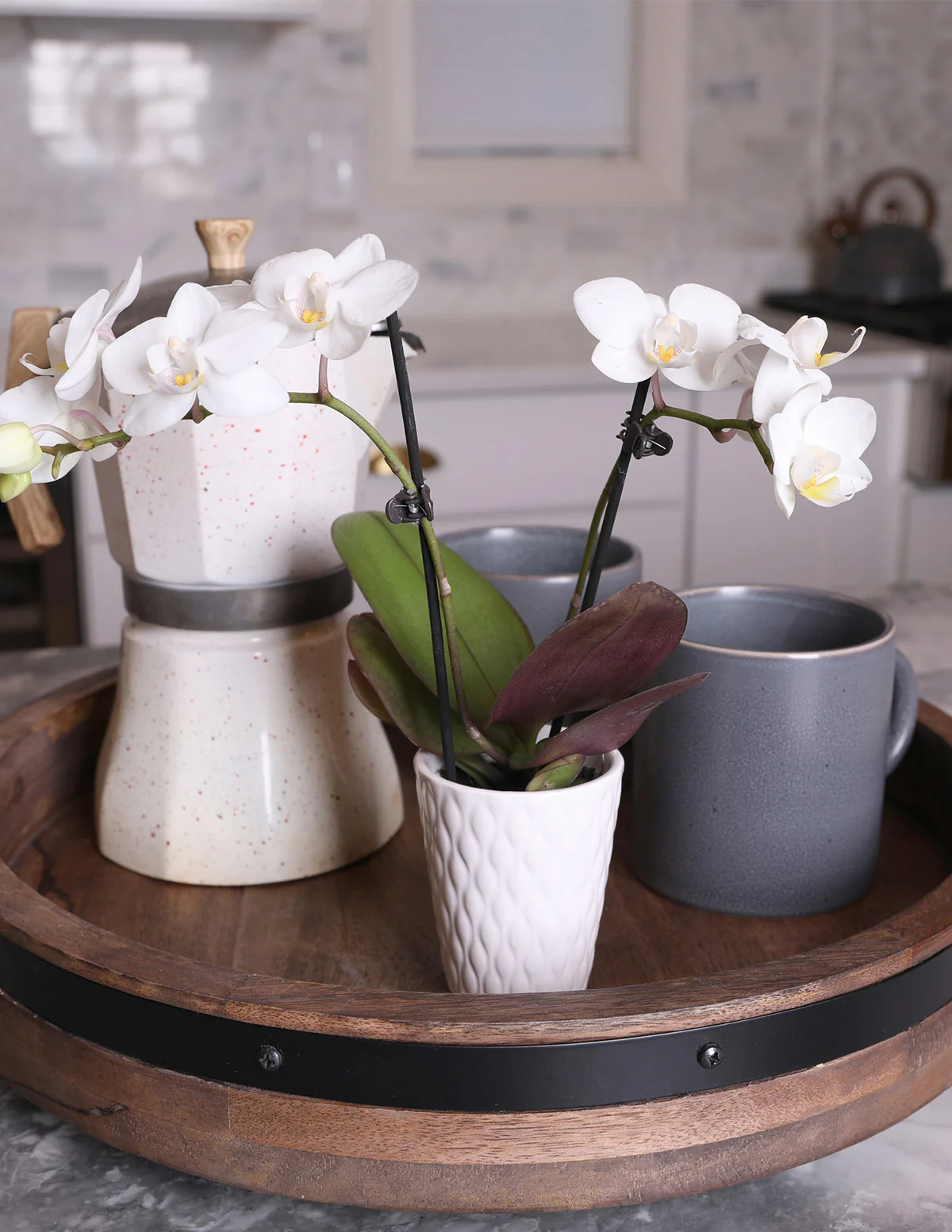 Mega Mini Orchid Party Pack, 20 - Image 5