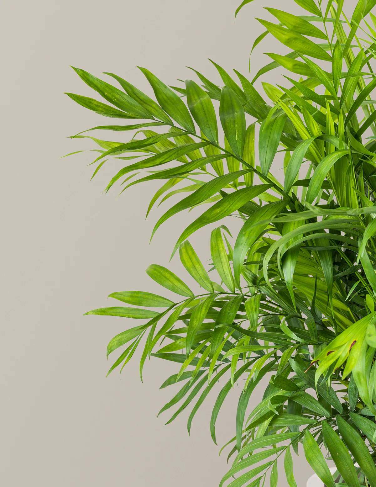 Parlor Palm - Image 4