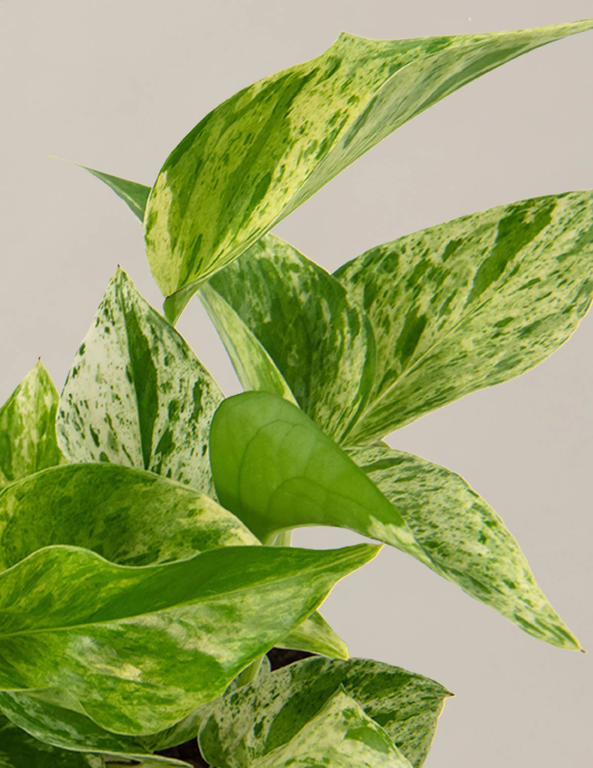 Pothos Marble Queen - Image 5