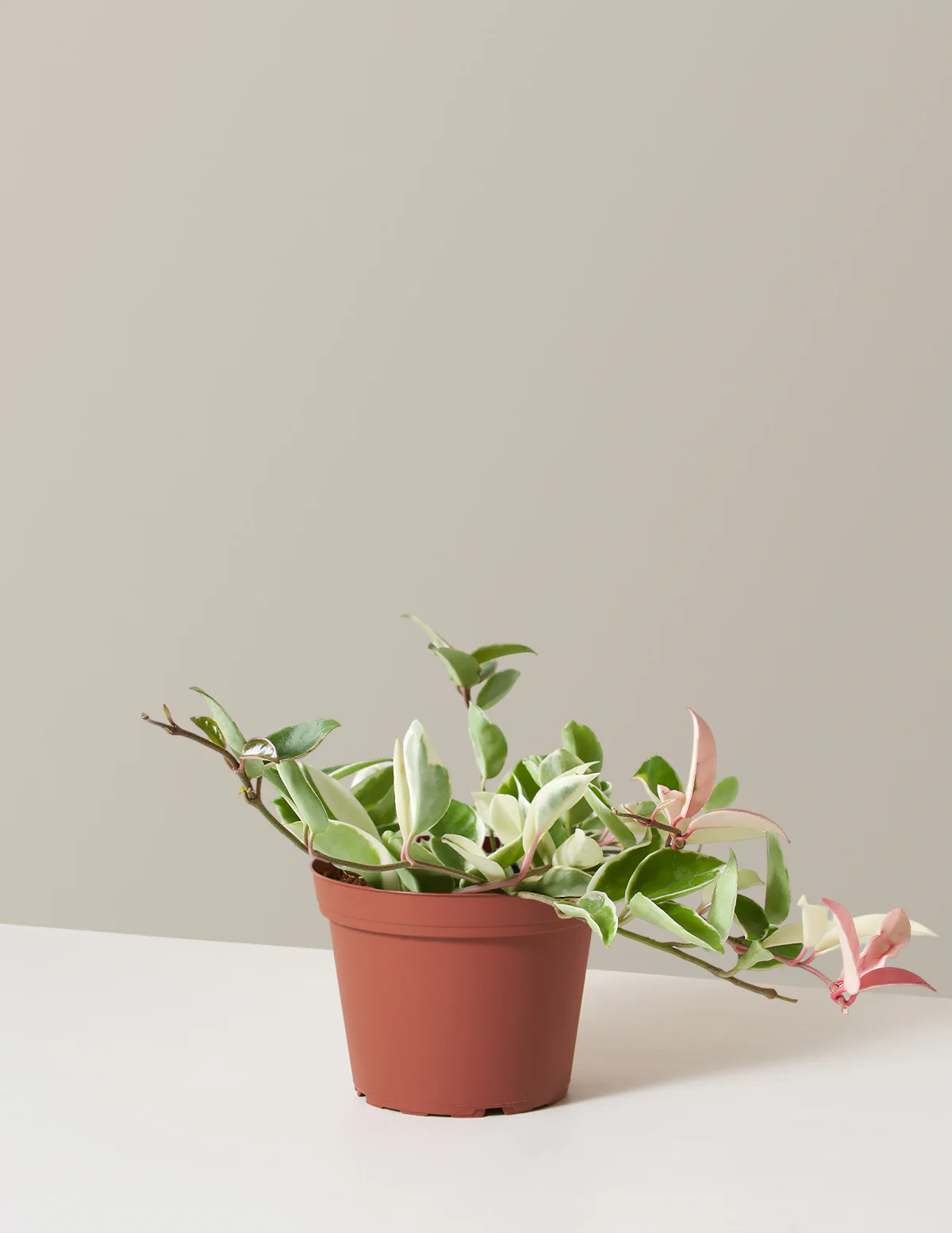 Hoya Carnosa Tricolor - Image 12
