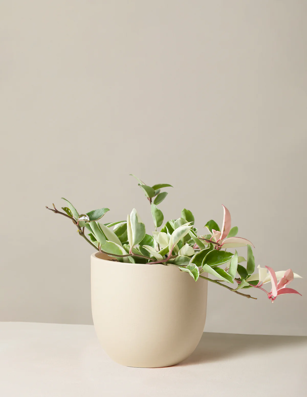 Hoya Carnosa Tricolor - Image 16