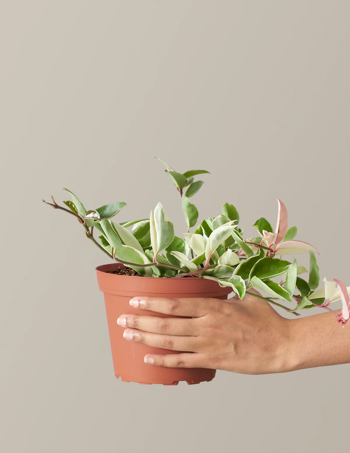Hoya Carnosa Tricolor - Image 7