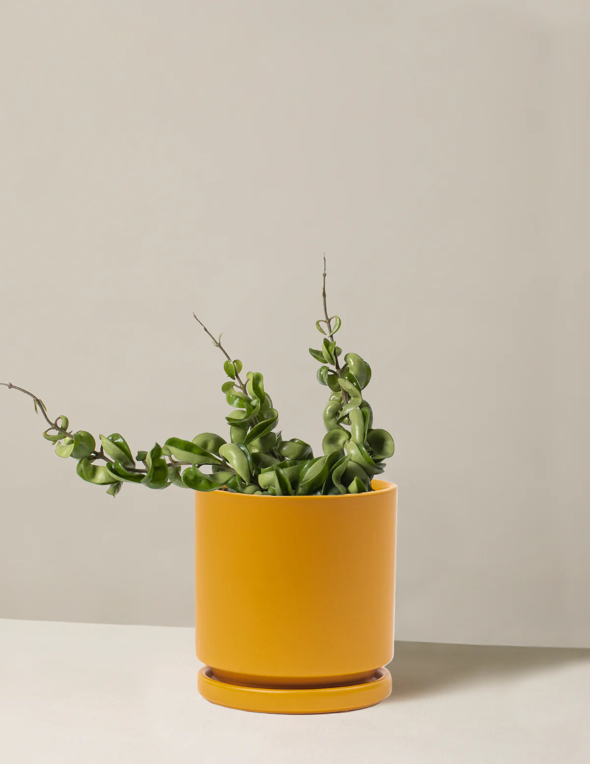 Hoya Rope - Image 12