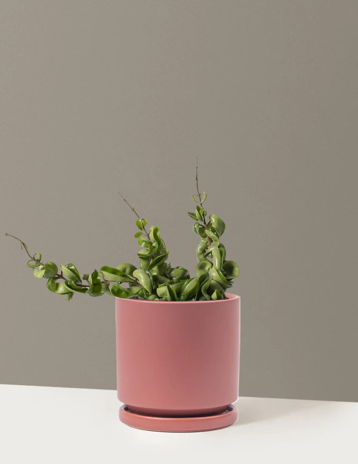 Hoya Rope - Image 19