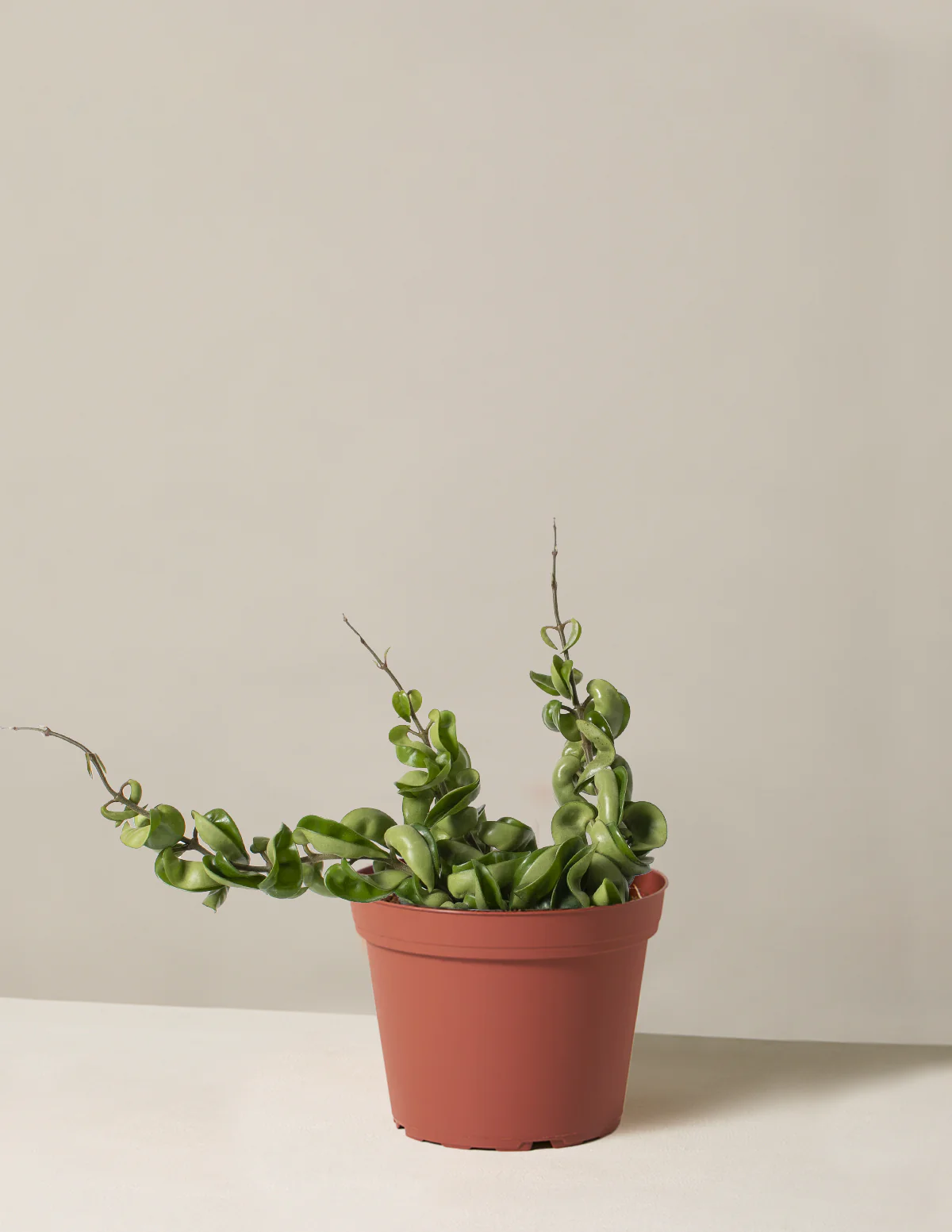 Hoya Rope - Image 7