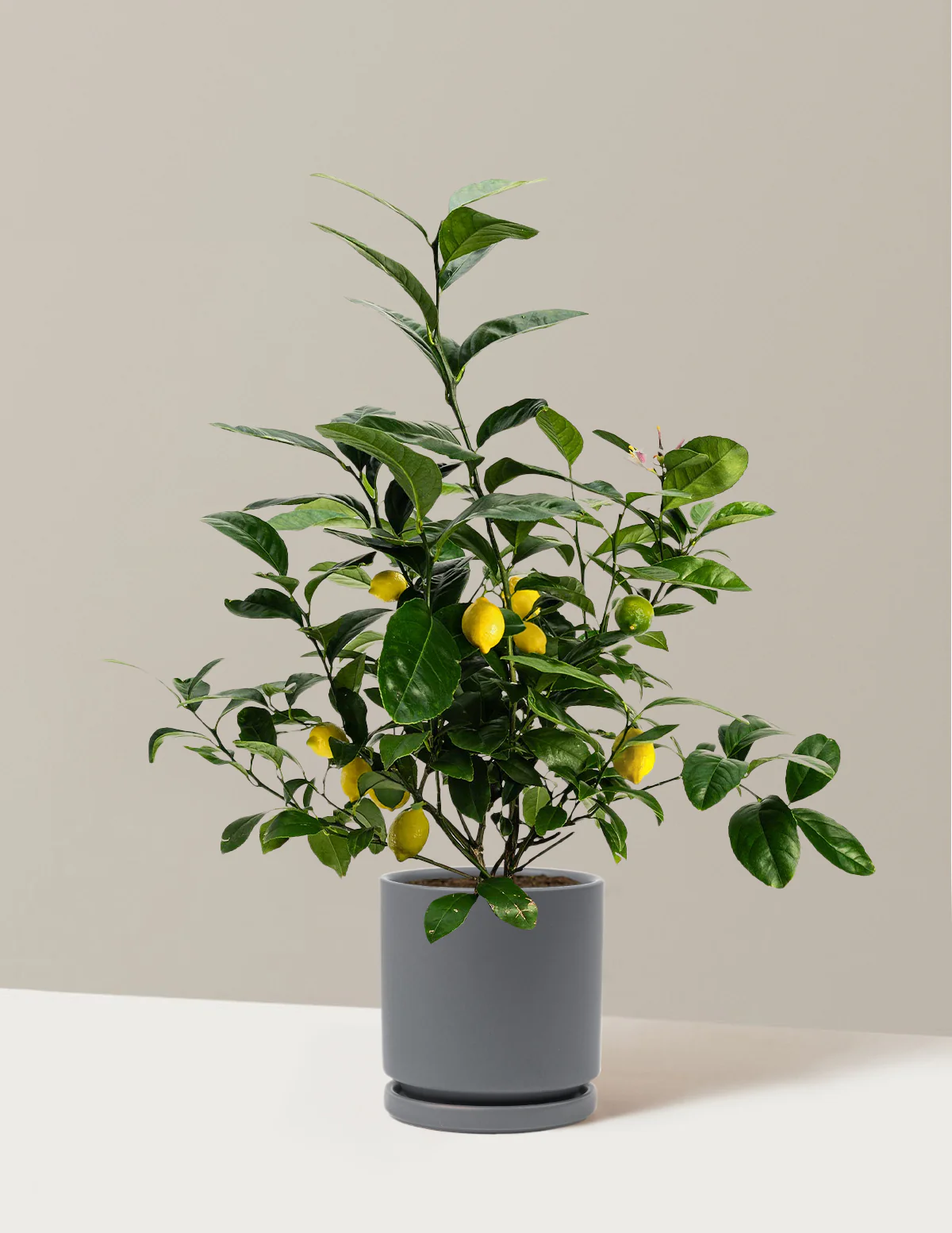 Meyer Lemon Bush - Image 11