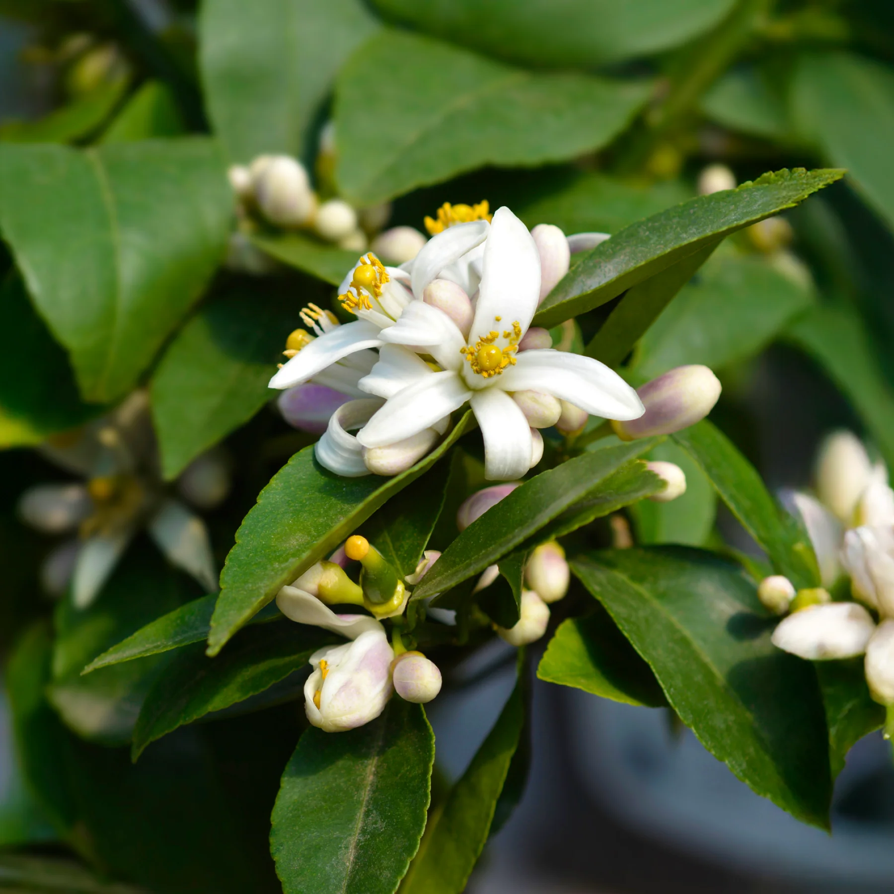 Meyer Lemon Bush - Image 4