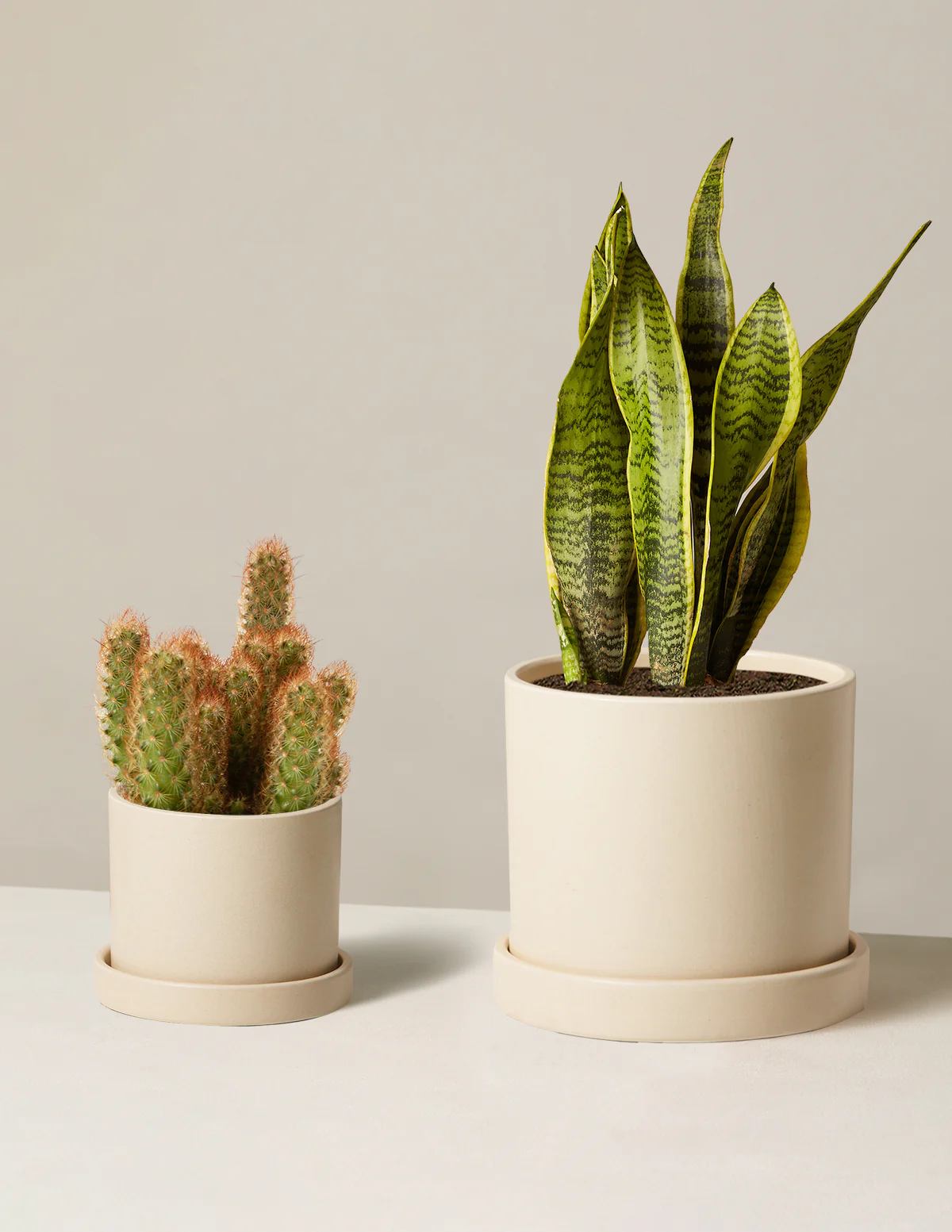 Jetsetter Duo - Image 4