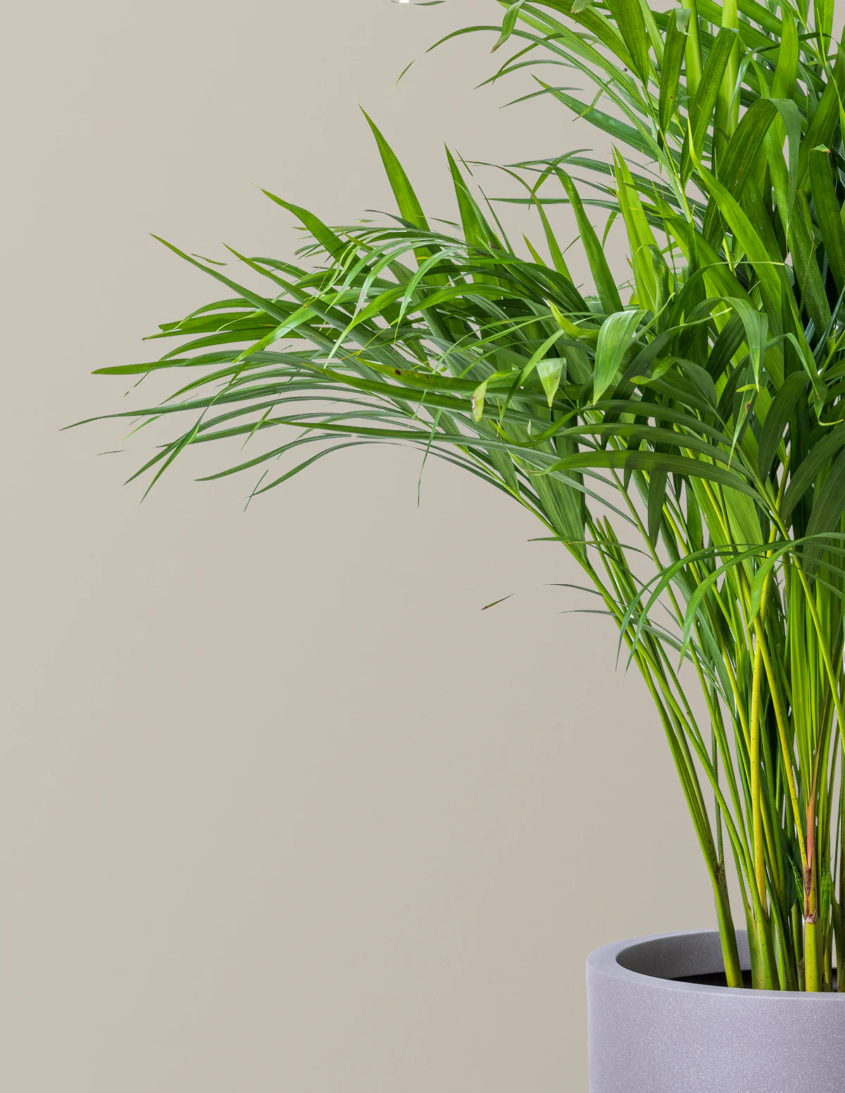 Areca Purifying Palm - Image 4
