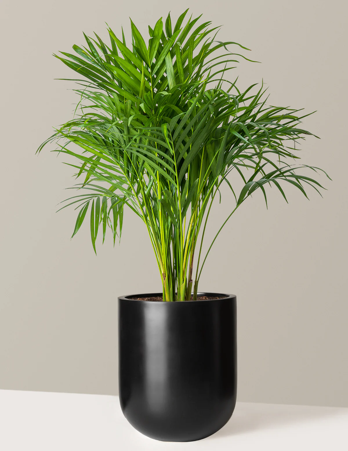 Areca Purifying Palm - Image 9