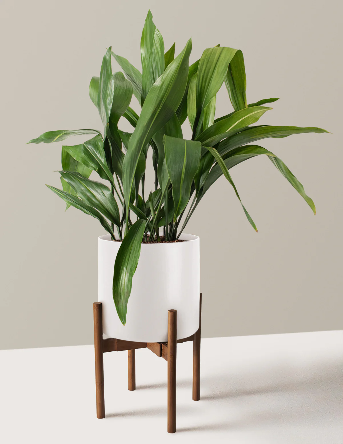 Large Cast Iron Plant - Image 15