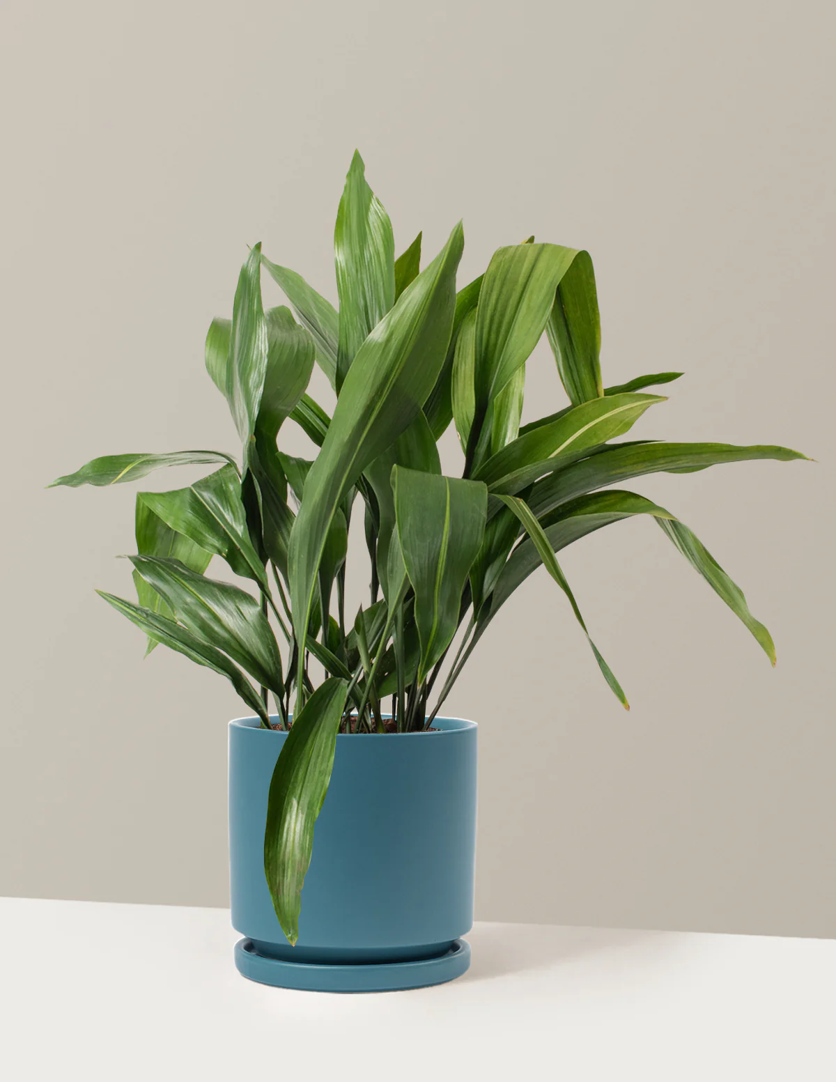 Large Cast Iron Plant - Image 20