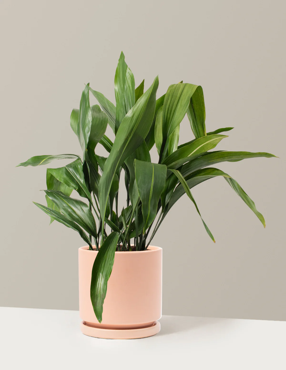 Large Cast Iron Plant - Image 21