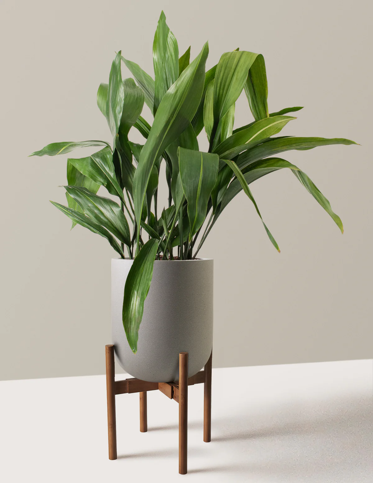 Large Cast Iron Plant - Image 35