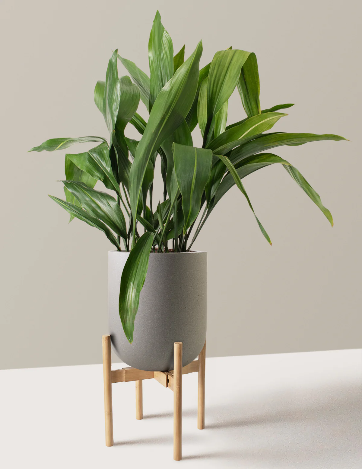 Large Cast Iron Plant - Image 36