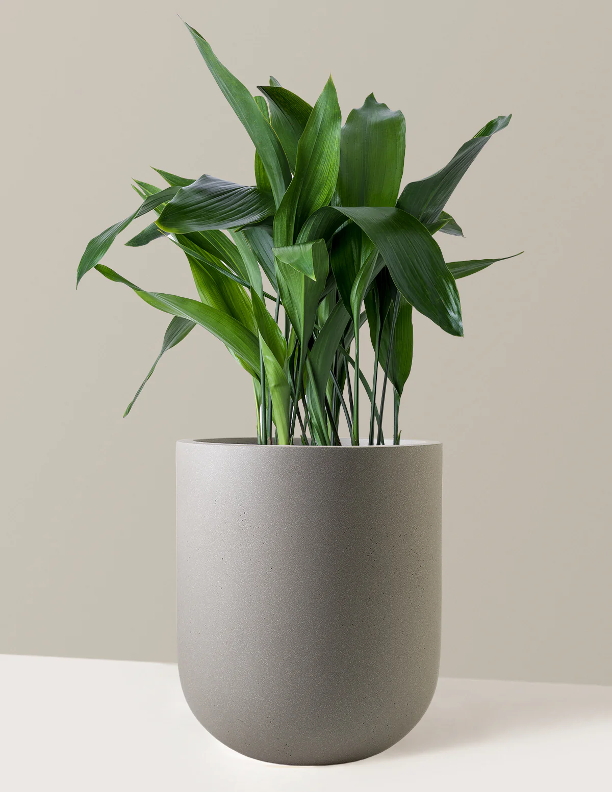 Large Cast Iron Plant - Image 4
