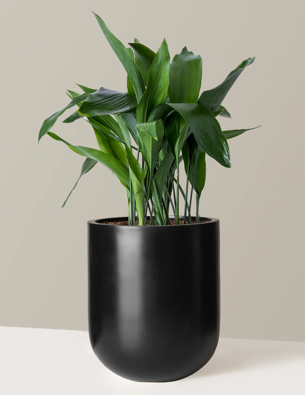 Large Cast Iron Plant - Image 7