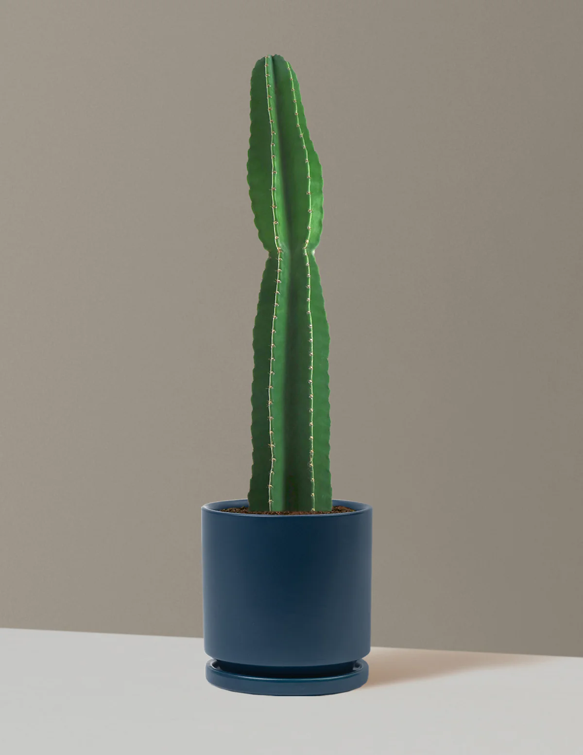 Large Peruvian Apple Cactus - Image 19