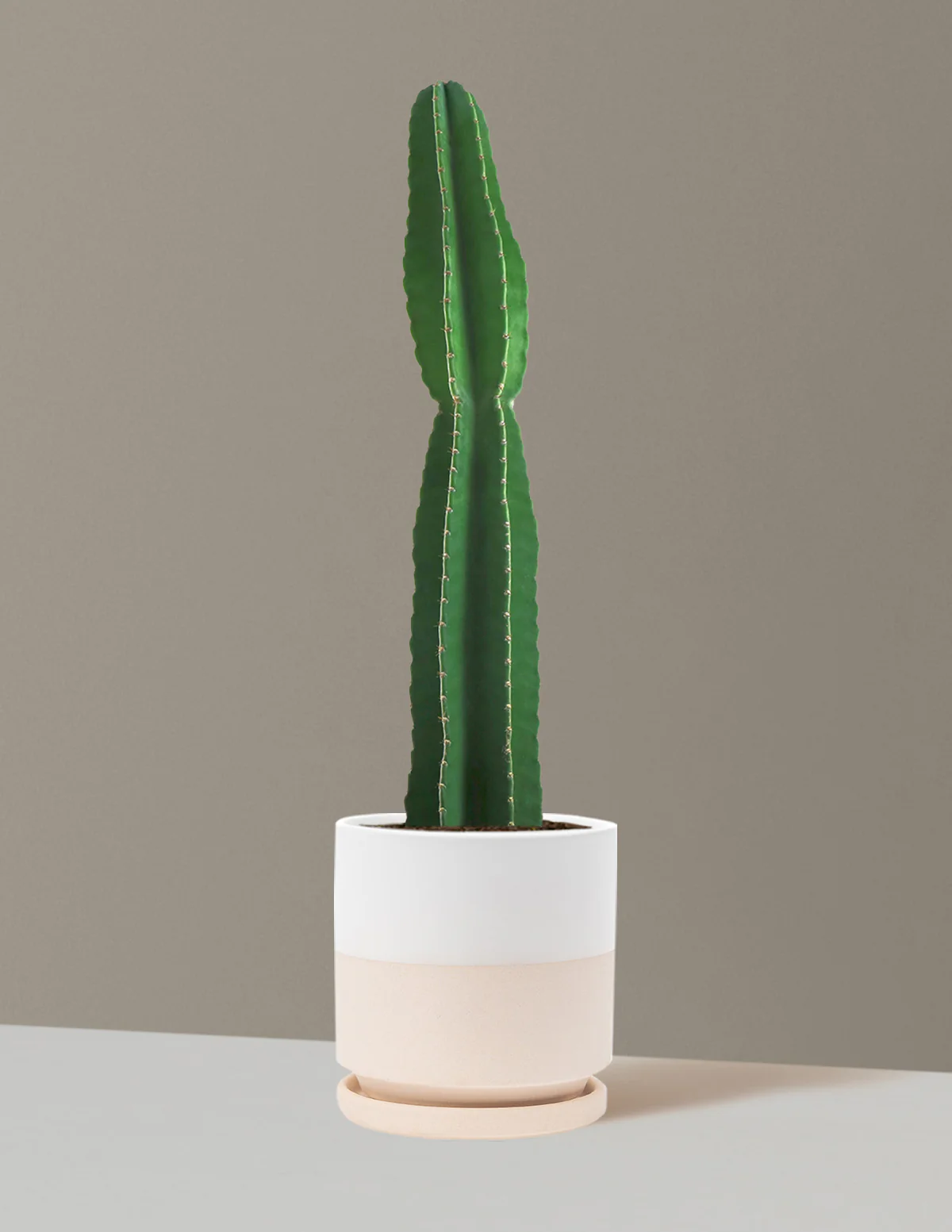 Large Peruvian Apple Cactus - Image 23