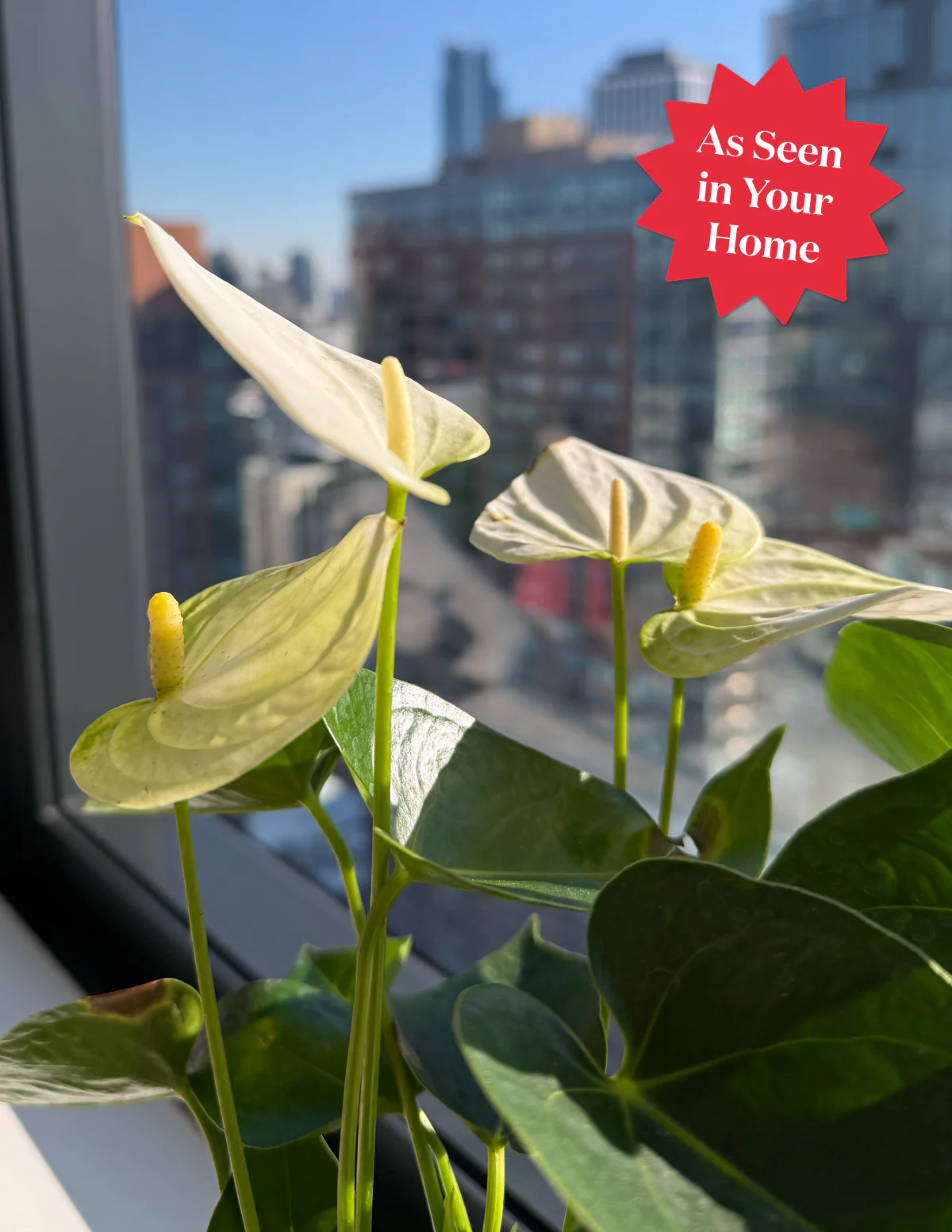 Large Double Anthurium - Image 8