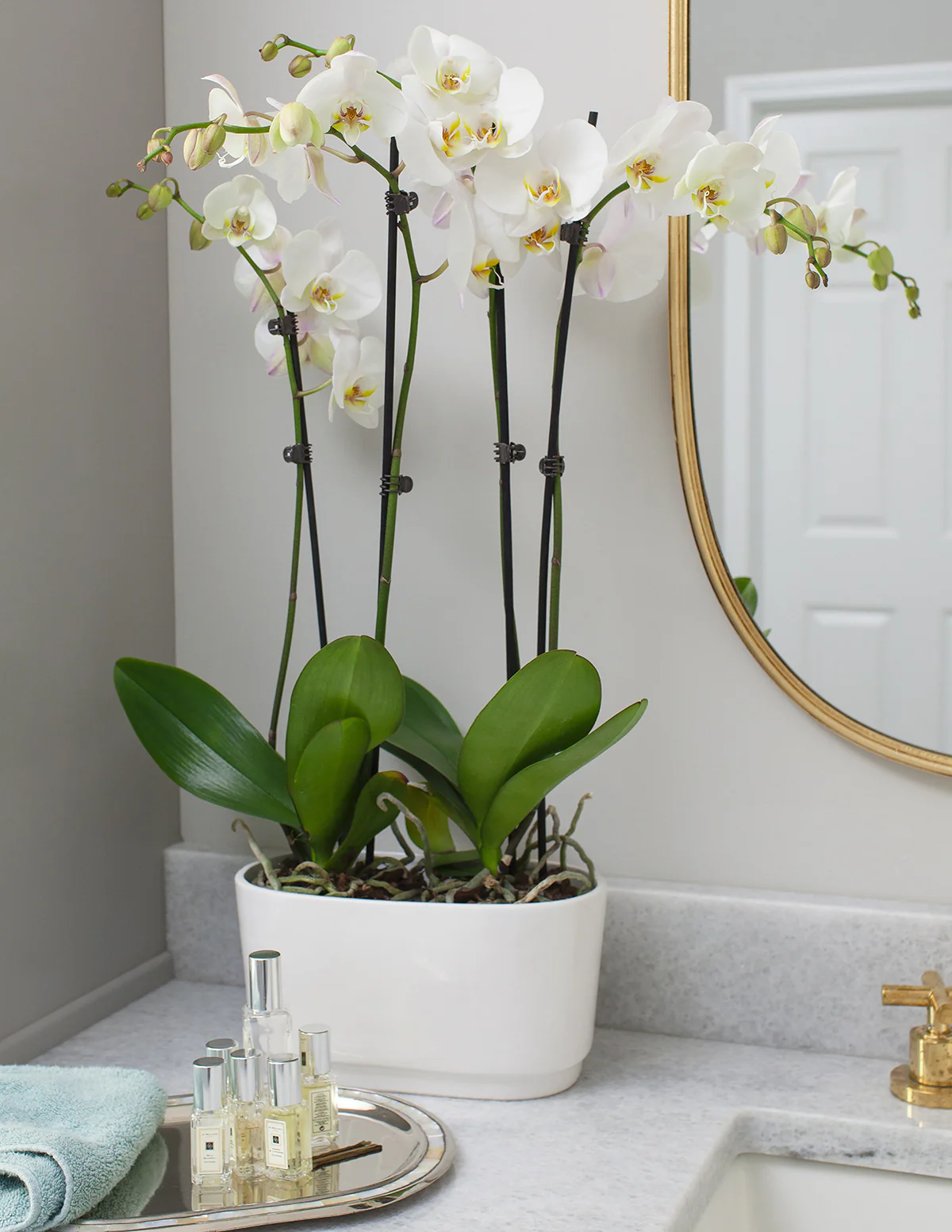 Large Double Orchid - Image 10