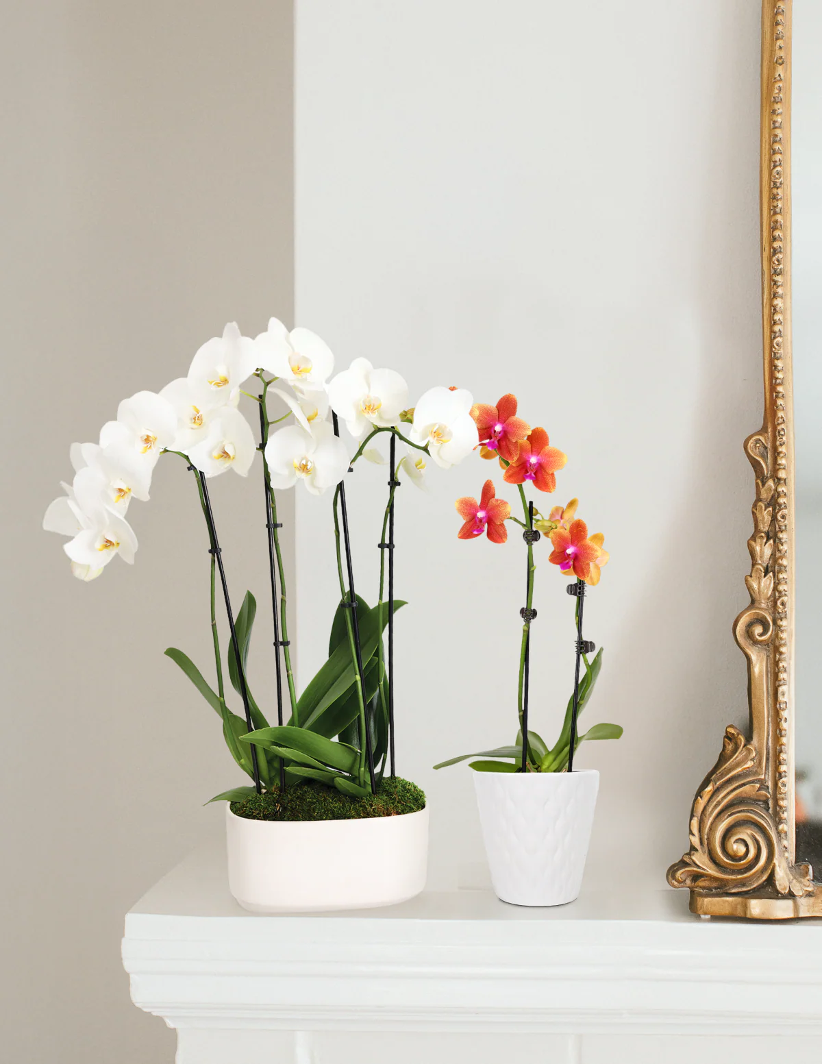 Large Double Orchid - Image 11