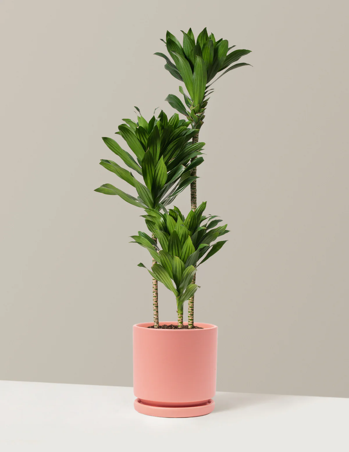 Large Dracaena Compacta Cane - Image 14