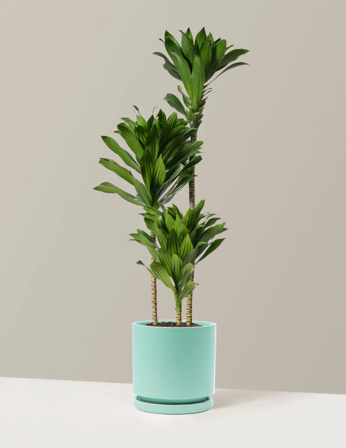 Large Dracaena Compacta Cane - Image 16