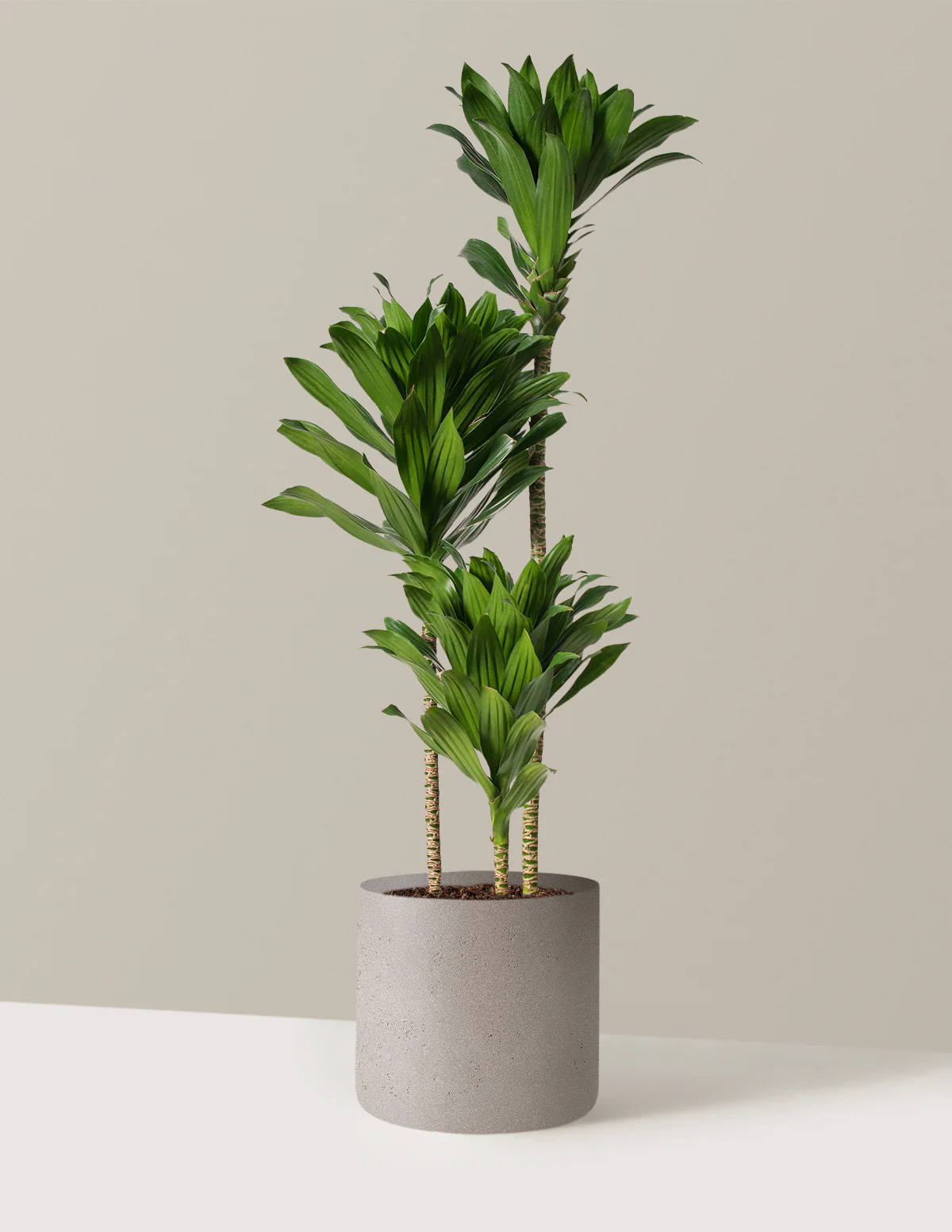 Large Dracaena Compacta Cane - Image 24