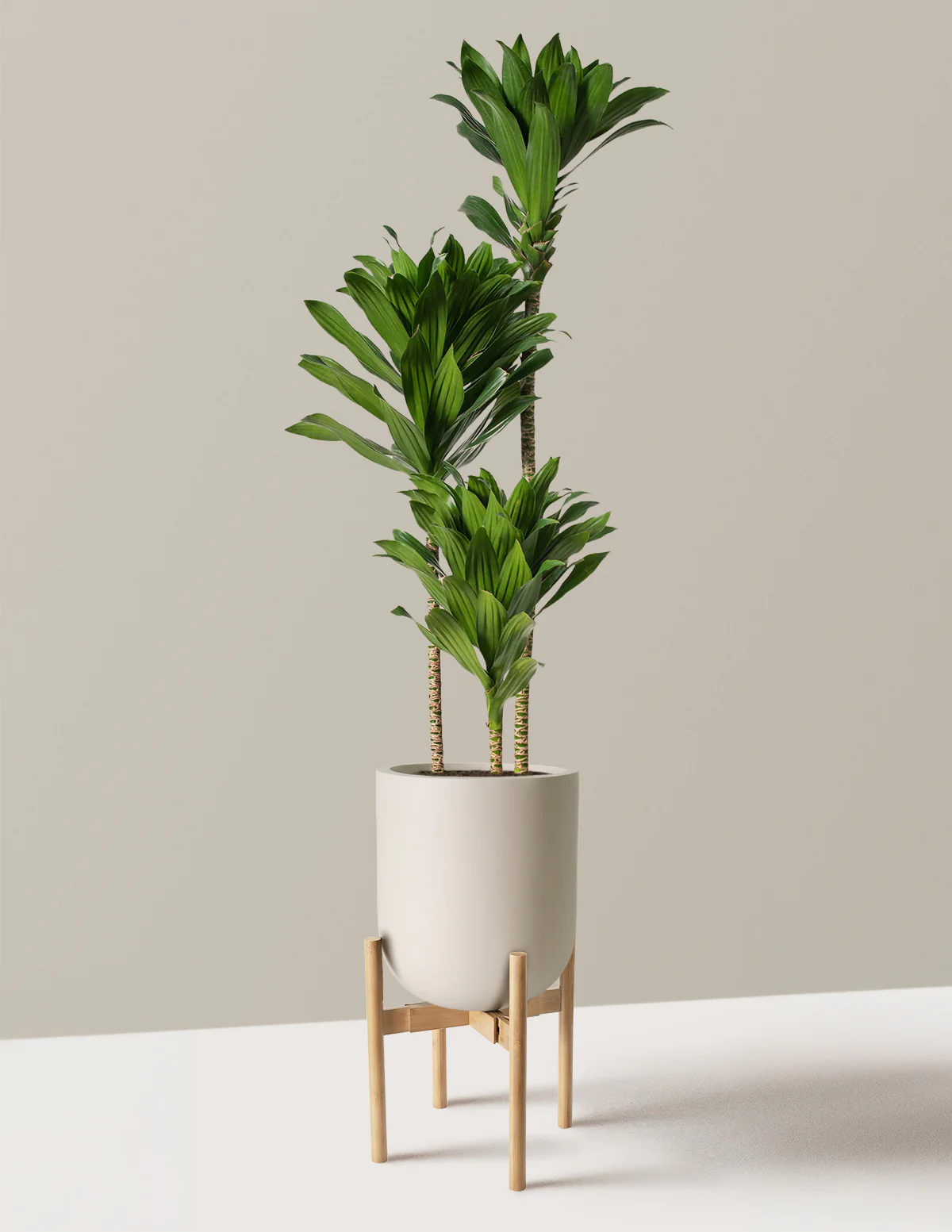 Large Dracaena Compacta Cane - Image 31