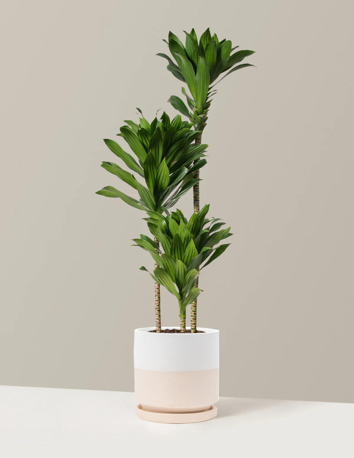 Large Dracaena Compacta Cane - Image 34