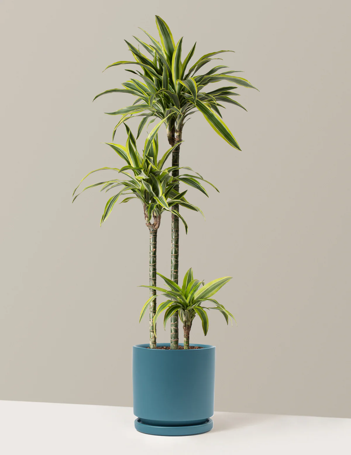 Large Dracaena Lemon Lime - Image 12