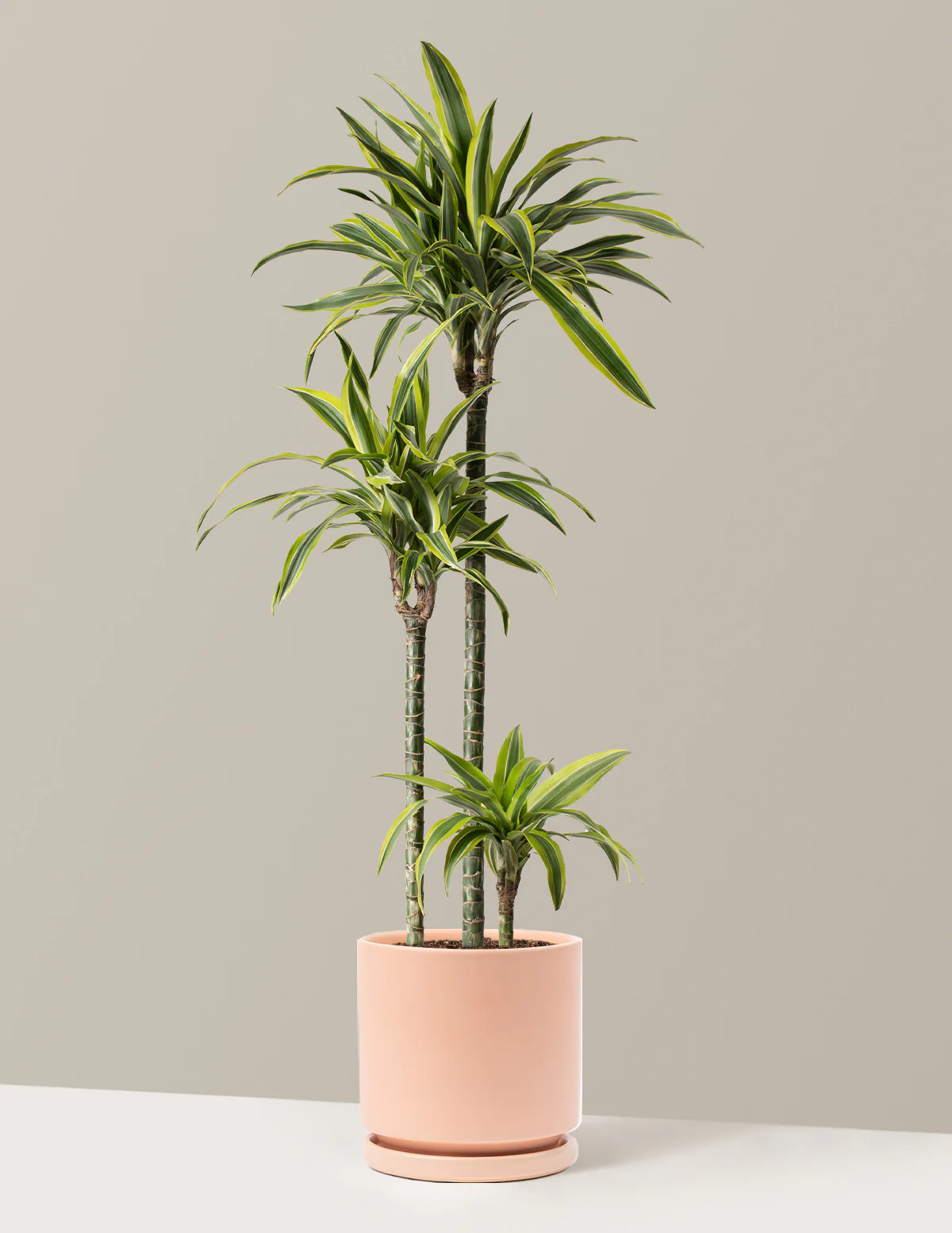 Large Dracaena Lemon Lime - Image 13