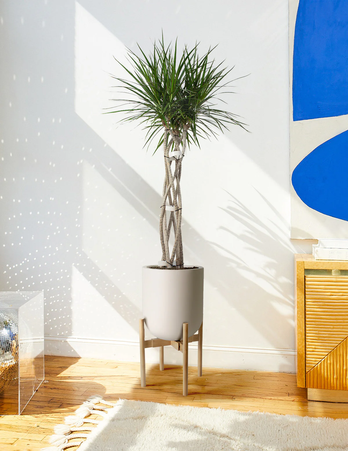 Dracaena Marginata Open Weave - Image 20
