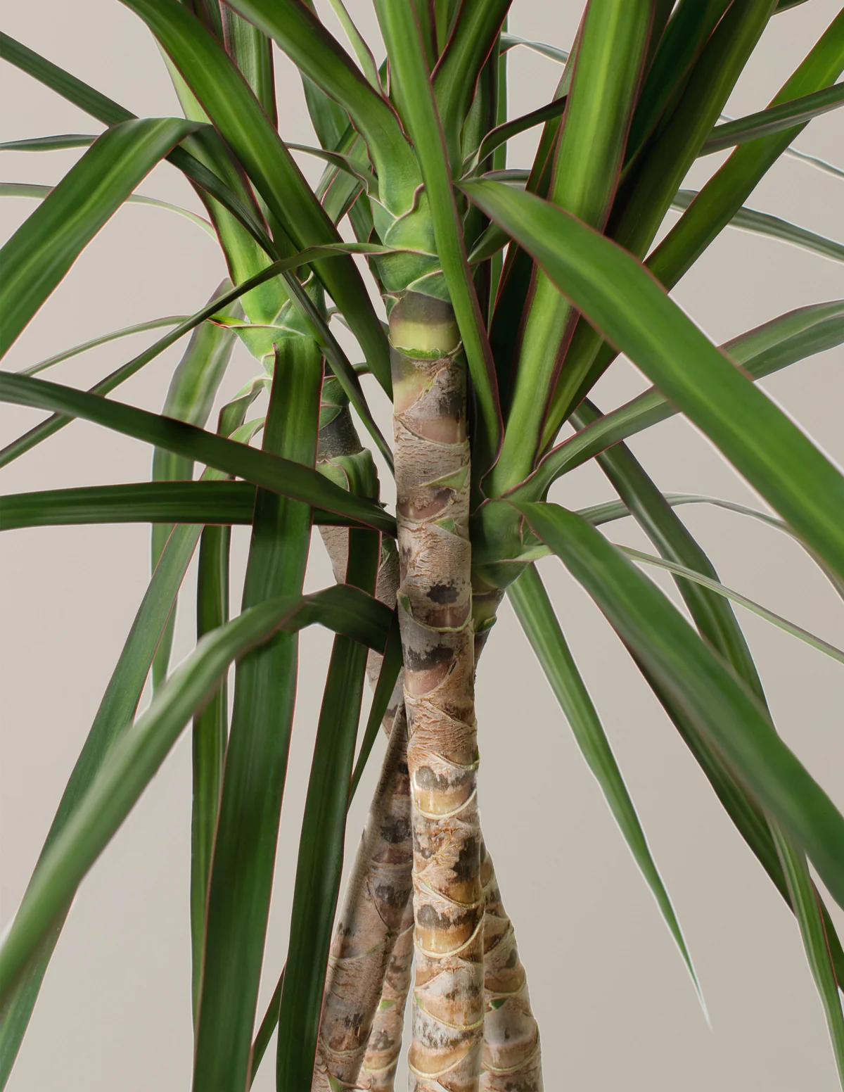Dracaena Marginata Open Weave - Image 4