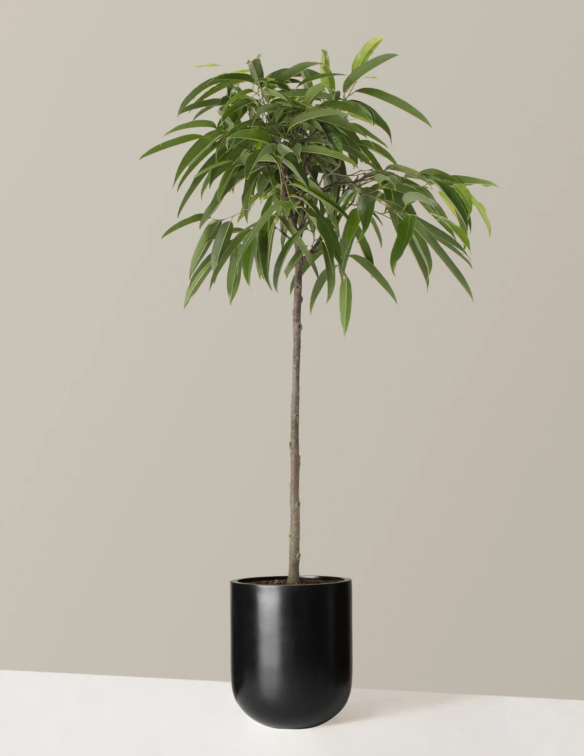 Large Ficus Alii - Image 5