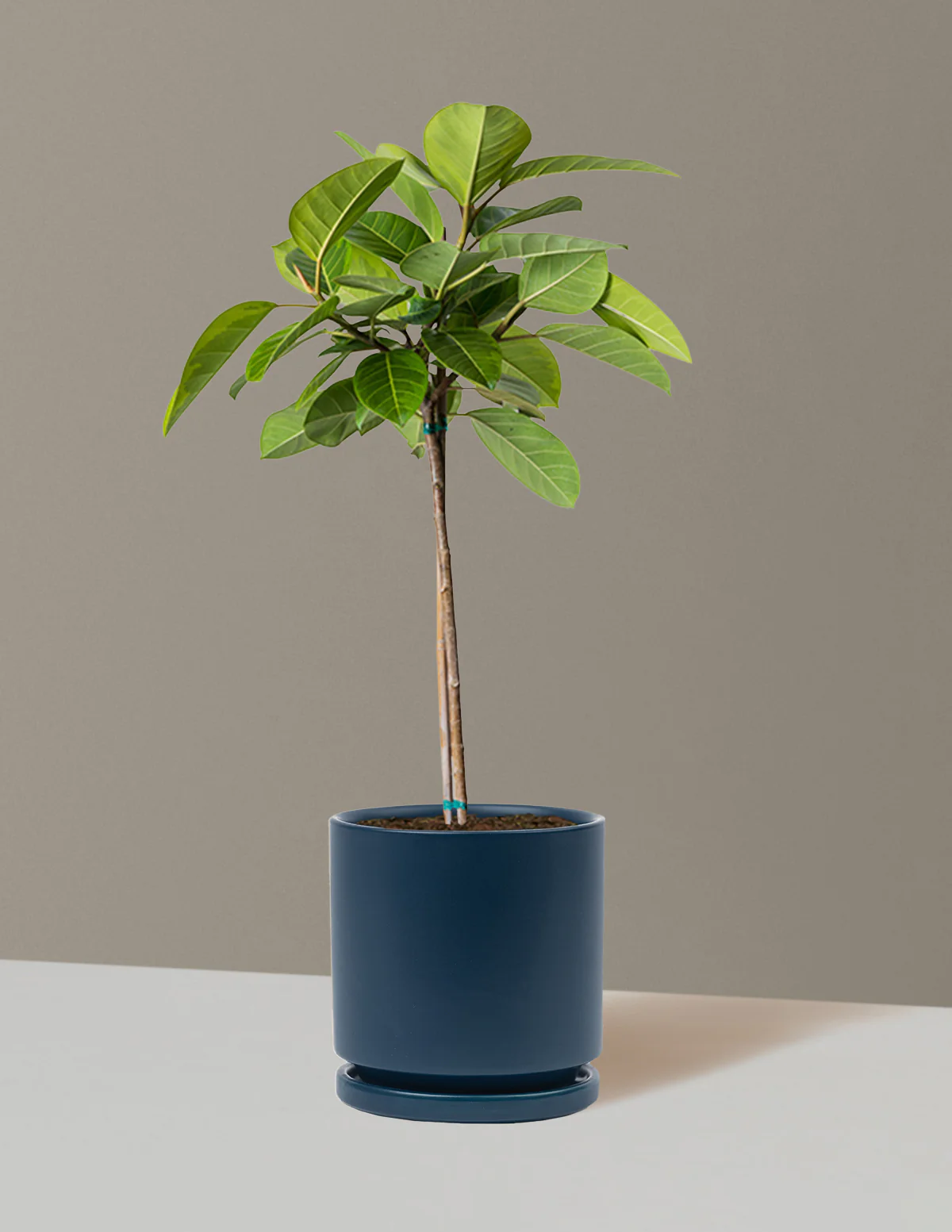 Large Ficus Altissima Tree - Image 32