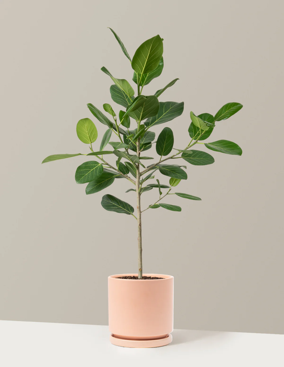 Ficus Audrey Tree - Image 17
