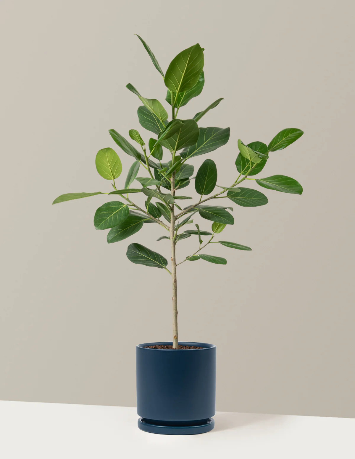 Ficus Audrey Tree - Image 21
