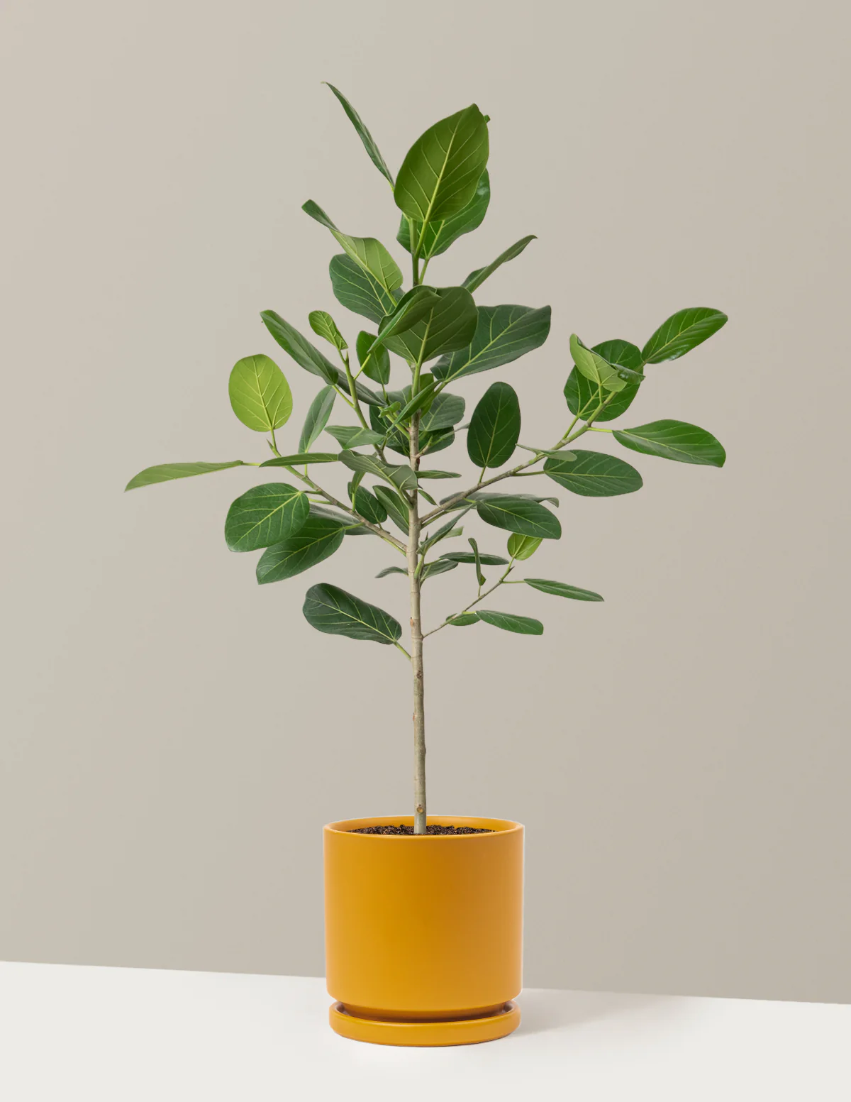 Ficus Audrey Tree - Image 22