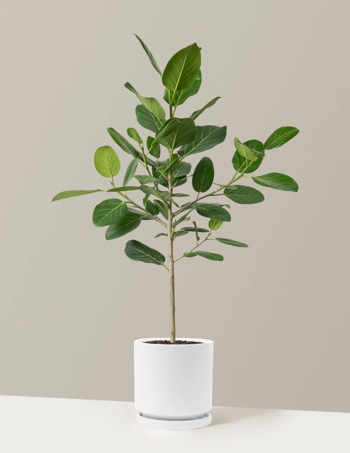Ficus Audrey Tree - Image 30