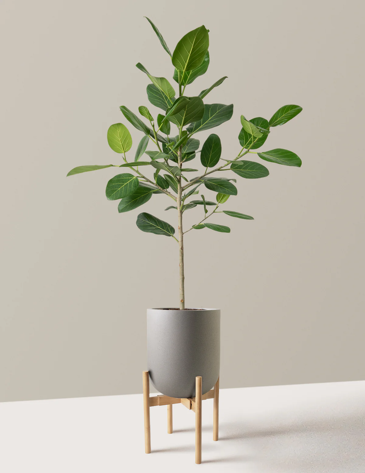 Ficus Audrey Tree - Image 31