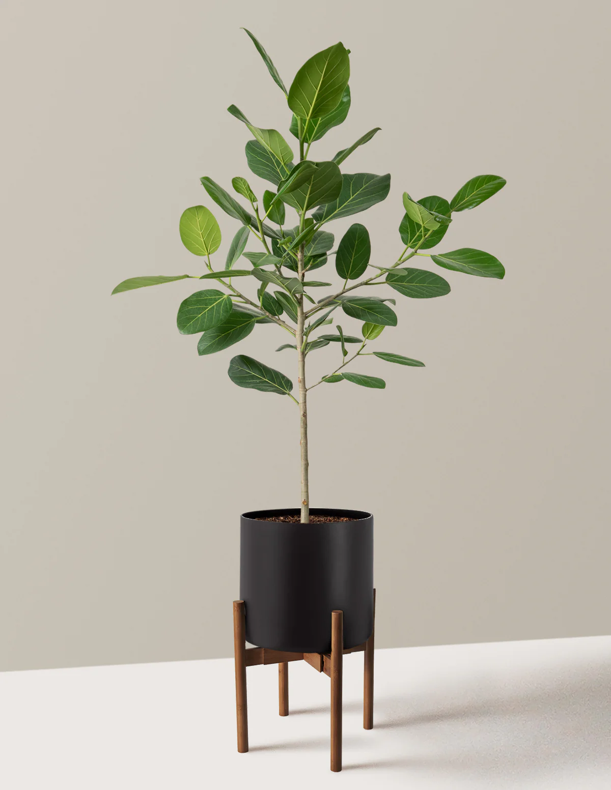 Ficus Audrey Tree - Image 37