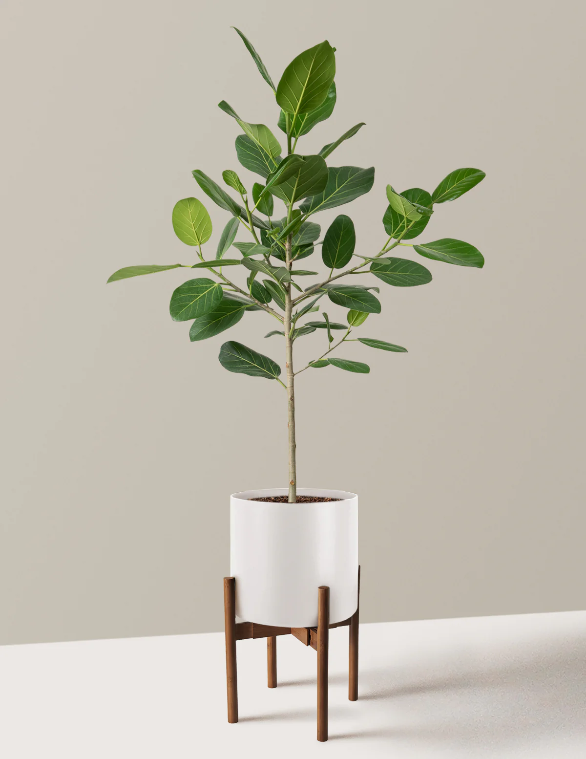 Ficus Audrey Tree - Image 39
