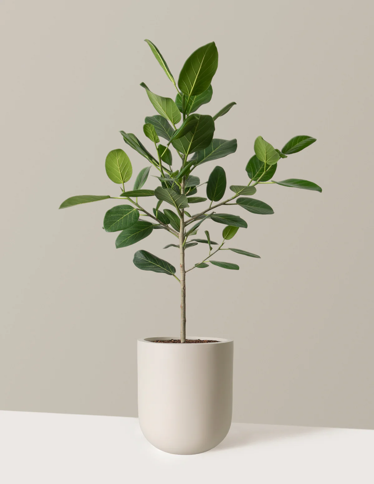 Ficus Audrey Tree - Image 7