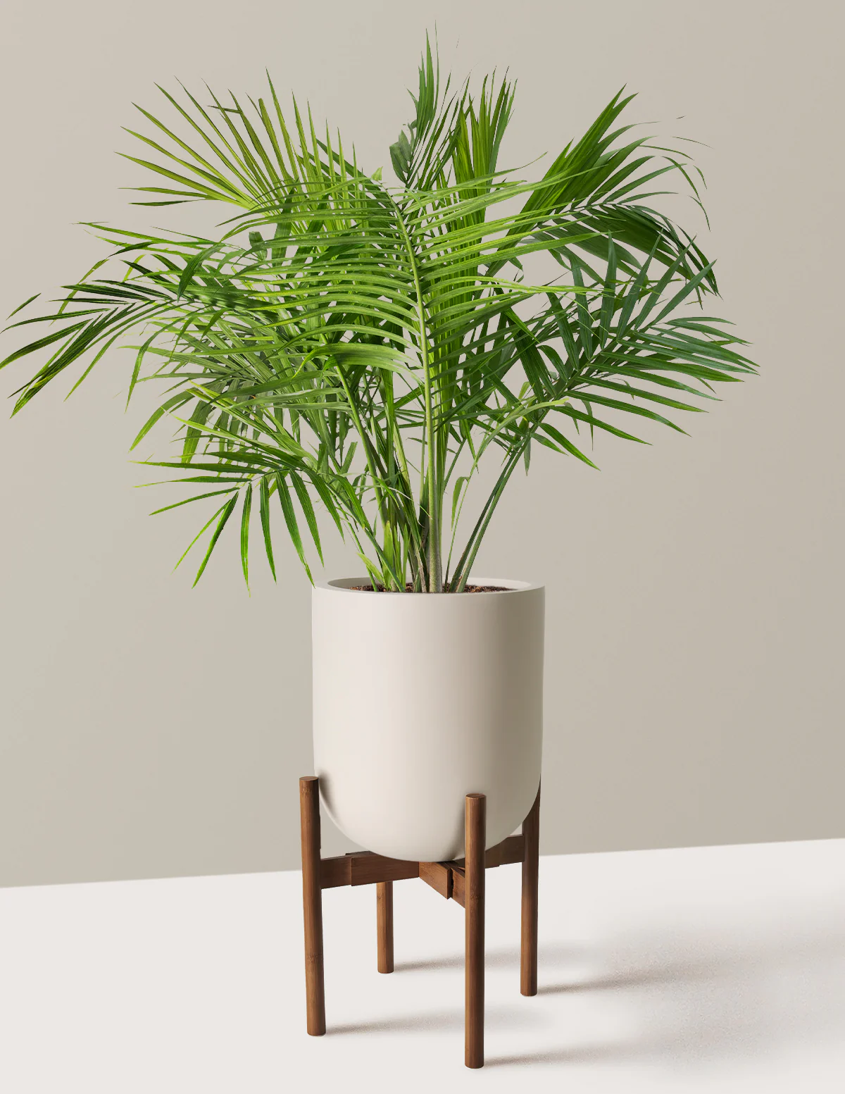 Large Majesty Palm - Image 13