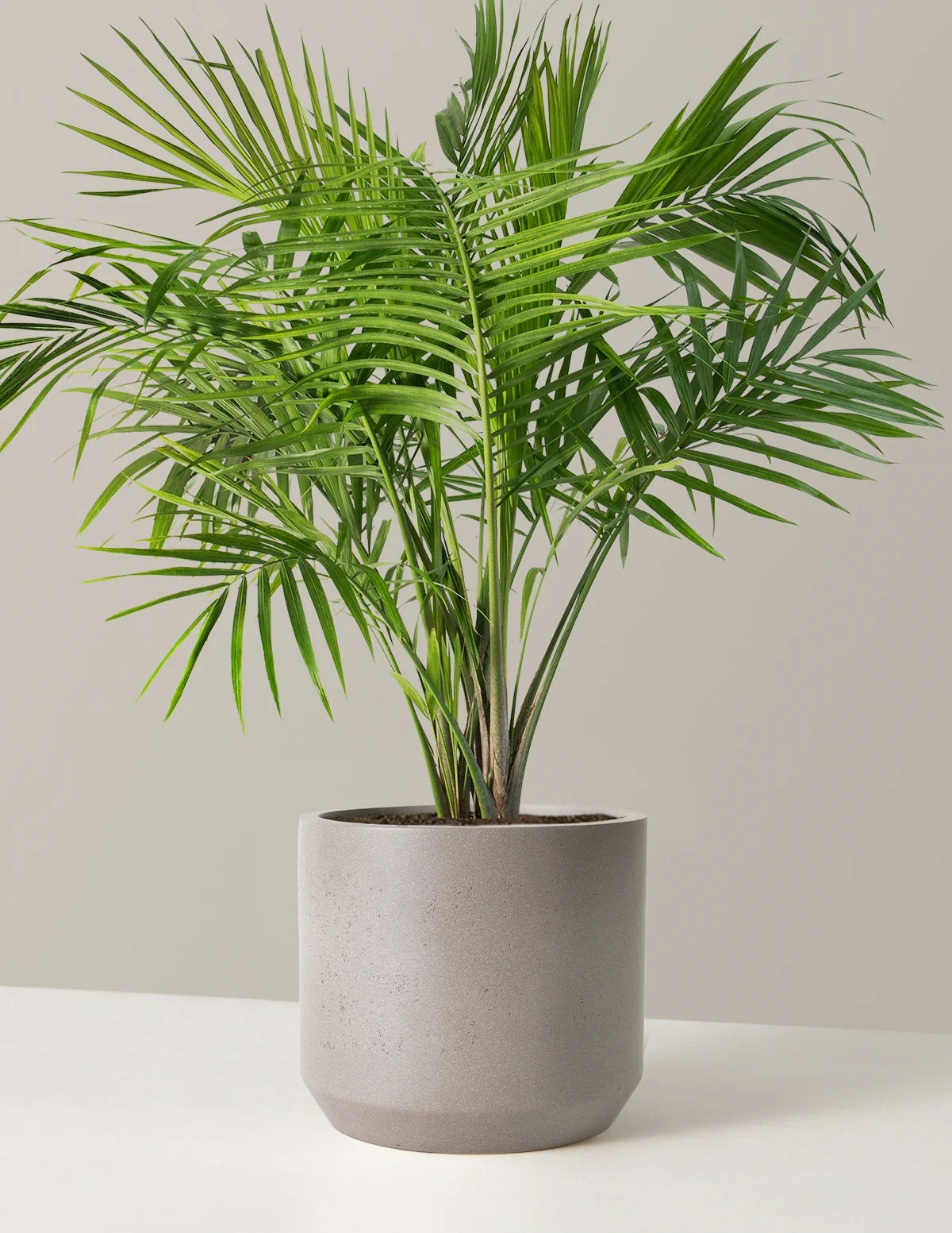 Large Majesty Palm - Image 20
